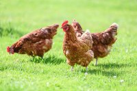 Managing Heat Stress in Poultry: Effects on Broilers & Layers